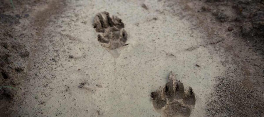 Identyfikacja śladu – pierwszy i najważniejszy etap tropienia zwierząt 13 Nauka Tropienia Survival 3