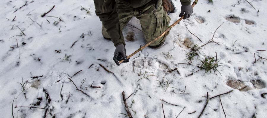 Trailing – jak określić kierunek przemieszczania zwierzęcia podczas tropienia 2 Tropienie Zwierzat 2