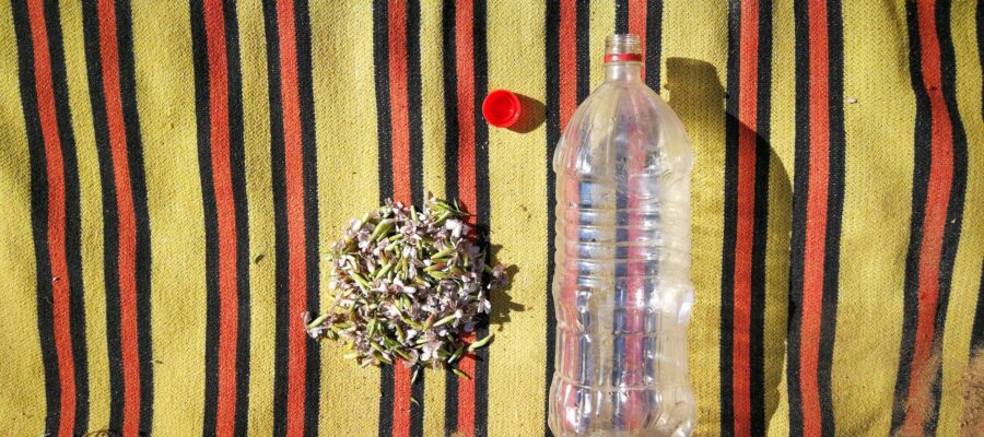 Mydlnica lekarska – naturalne mydło i szampon z rośliny. Higiena w survivalu w praktyce 4 Jak Zrobic Mydlo z Mydlnicy 4