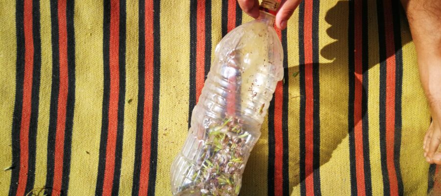 Mydlnica lekarska – naturalne mydło i szampon z rośliny. Higiena w survivalu w praktyce 5 Naturalny Szampon Survival 1
