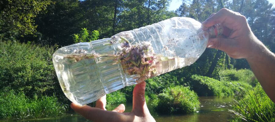 Mydlnica lekarska – naturalne mydło i szampon z rośliny. Higiena w survivalu w praktyce 6 Naturalny Szampon Survival 2