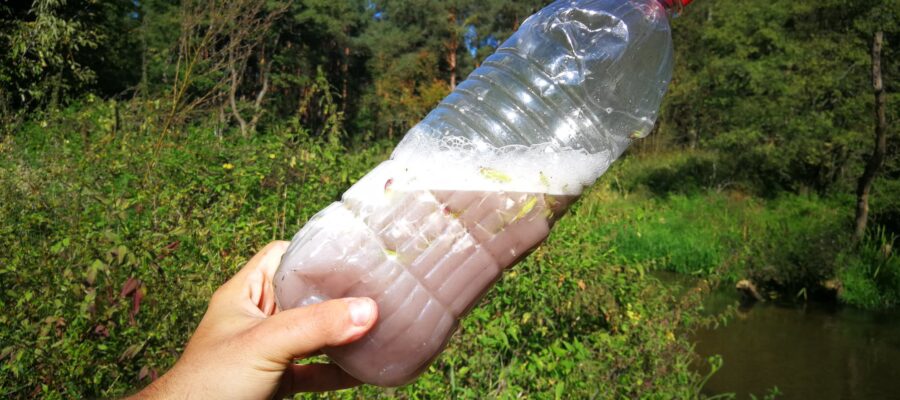 Mydlnica lekarska – naturalne mydło i szampon z rośliny. Higiena w survivalu w praktyce 7 Naturalny Szampon Survival 3
