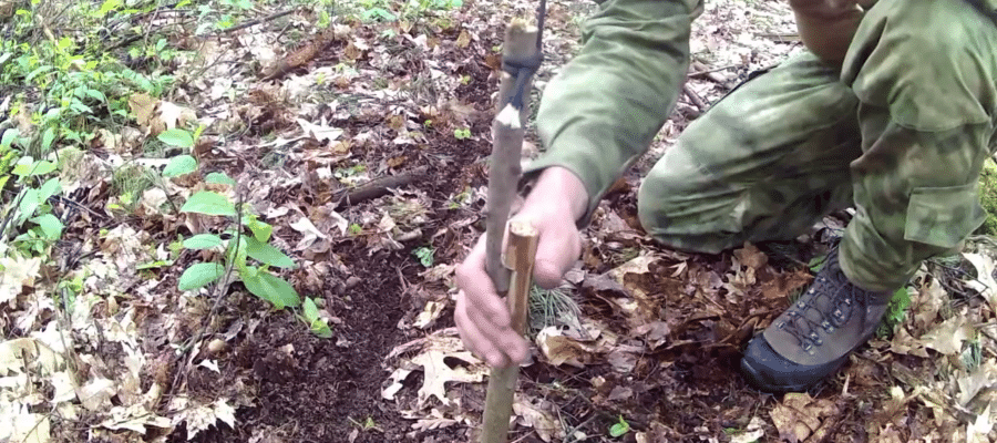 Wnyk sprężynujący w survivalu – jak działa, jak zrobić wnyk w lesie i co mówi prawo 3 Wnyk Sprezynujacy 2