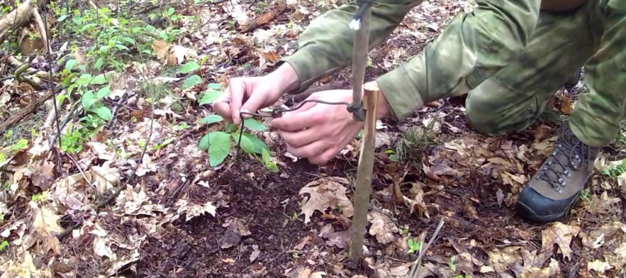 Wnyk sprężynujący w survivalu – jak działa, jak zrobić wnyk w lesie i co mówi prawo 5 Wnyk Sprezynujacy 4