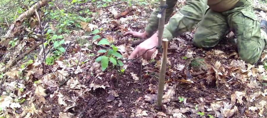 Wnyk sprężynujący w survivalu – jak działa, jak zrobić wnyk w lesie i co mówi prawo 6 Wnyk Sprezynujacy 5